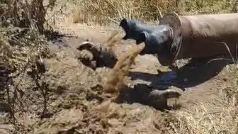 Bismil tarlalarında sulama borusundan çıkan misafirler