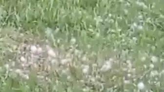 Van'da aniden bastıran dolu tarlaları vurdu