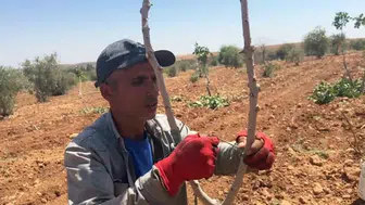 Şanlıurfa bahçelerinde fıstık mesaisi başladı