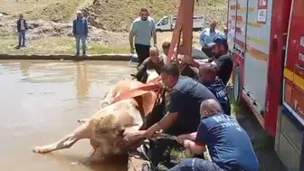 Muş’ta sulama havuzuna düşen inek için kurtarma operasyonu