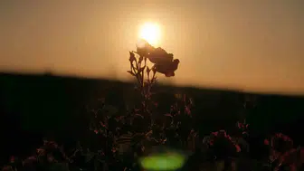 Mardin kırsalında gül hasadı kadınlara ekmek kapısı oldu