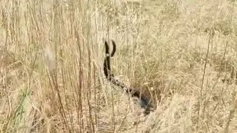 Elazığ kırsalında yılanların nadir görülen çiftleşme anı görüntülendi