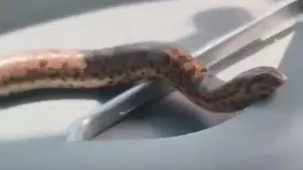 Elazığlı çiftçiden sıra dışı arkadaşlık