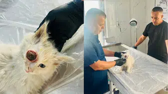 Hakkari’de yaralı kedi zorlu ameliyatla hayata tutundu
