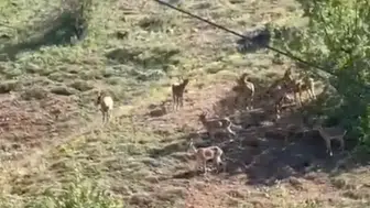Elazığ’da yaban hayatının nadir görüntüleri kayıt altına alındı