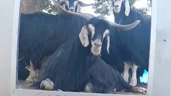 Elazığlı fenomen çobanın yeni partneri keçi oldu