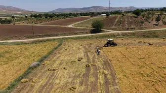 Gercüş çiftçisinin yüzü bu yıl mercimek hasadıyla güldü