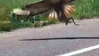 Bingöl semalarında vahşi doğanın zorlu av mücadelesi