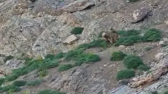 Hakkari’nin vahşi doğasında anne ayı ve yavrusu kamerada