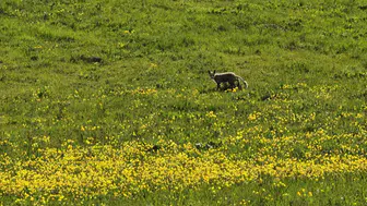 Ahlat yolunda bahar sürprizi