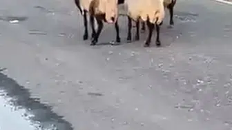Siirt'te rögar suyundan içen 32 küçükbaş hayvan zehirlenerek öldü