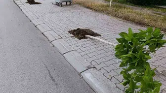 Patnos sokaklarındaki ağaçlara zarar veren saldırgan yakalandı