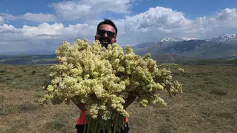 Van dağlarında yayla muzu mesaisi başladı