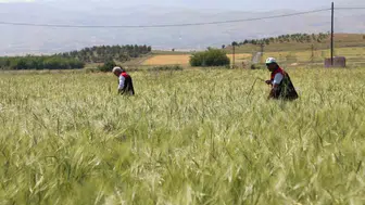 Elazığ çiftçisinin hububat nöbeti sahada incelendi