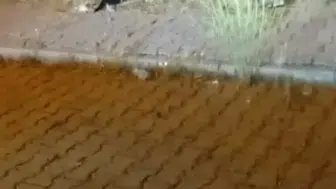 Elazığ sokaklarında kedi ve yılanın ilginç mücadelesi görüntülendi