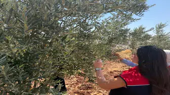 Şırnaklı zeytin üreticileri için sahada hasar incelemesi yapılıyor