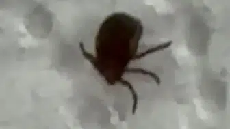 Siirtte bağında kene fark eden vatandaş hastaneye gitti