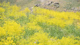 Şırnak’ın yüksek rakımlı yaylalarında çiçekler görsel şölen sundu