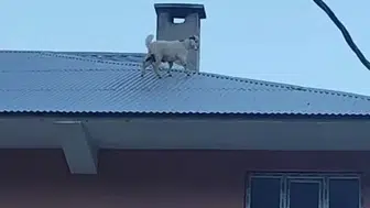 Van Bahçesarayda iki yavru keçi üç katlı binanın çatısına tırmandı