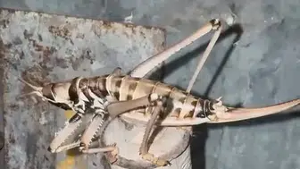 Elazığ kırsalında dev boyutlu etçil çekirgeler ortaya çıktı