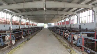 Bingöl’de modern besi çiftliği devletin hibesiyle tam kapasite çalışıyor