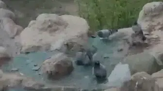 Elazığ’da mevsim normallerini aşan sıcaklar güvercinleri süs havuzuna yöneltti