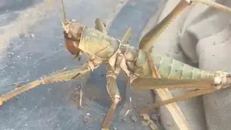 Siirt kırsalında devasa boyutlardaki etçil çekirge vatandaşları şaşırttı