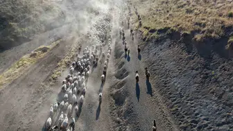 Bitlis'te besicilerin Nemrut Dağı eteklerindeki zorlu sürü yolculuğu sürüyor