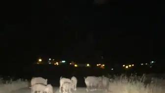 Batman Gercüşte domuz sürüleri ekili arazilere büyük zarar veriyor