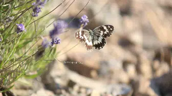 Harput lavantaları renkli kelebeklerle doğa tutkunlarını cezbediyor