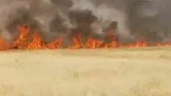 Şanlıurfa Haliliye ilçesinde büyük buğday yangını