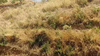 Siirt Kurtalan'da fıstık bahçesinde çıkan yangın 95 ağacı yok etti