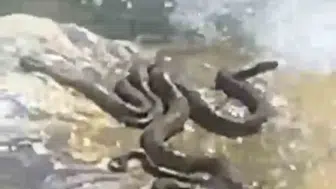 Bingöl Ilıcalar beldesinde yılanların su kenarındaki serinleme anları görüntülendi