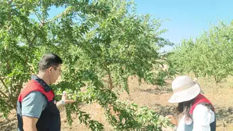 Elazığ Ağın ilçesindeki badem ağaçları uzman ekipler tarafından tek tek inceleniyor