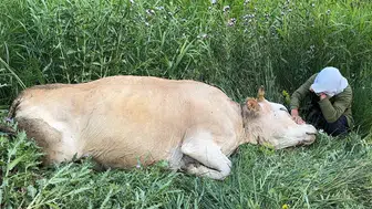 Hakkari’de geçim derdindeki aile tek varlıklarını uçurumda kaybetti