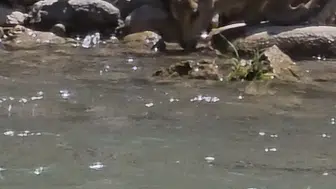 Pülümür Vadisi’nin nadir sakinleri doğal ortamlarında huzurla görüntülendi