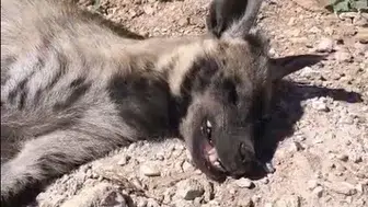 Şanlıurfa arazisinde nesli tükenmekte olan çizgili sırtlan ölü halde bulundu