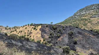 Dicle ilçesindeki üzüm bağları yangında zarar gördü