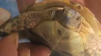 Elazığlı çiftçiden tarlada bulduğu zor durumdaki yavru kaplumbağaya yardım eli