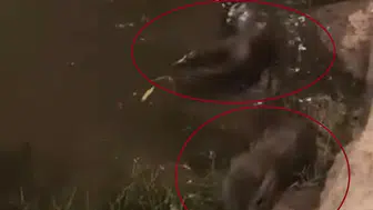 Dicle Nehri kıyısında nadir görülen su samurları objektiflere yansıdı