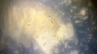 Van Gölü’nde yavru inci kefallerinin güvenli yolculuğu başladı