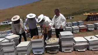 Siirtin yüksek yaylalarında binlerce arı Pervari balı için mesaiye başladı