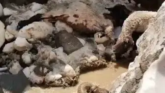 Yüksekova yaylasında erimeyen kar kütlesi besicileri vurdu