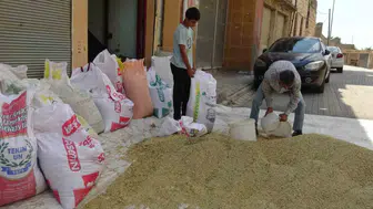Gercüşlü çiftçilerin yüzü bol yağışlı mevsimle birlikte gelen bereketli hasatla güldü