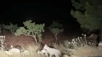 Şanlıurfa Halfeti yolunda sırtlanın avını taşıma anı kaydedildi