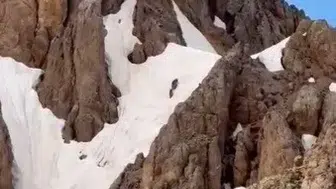 Tunceli Hel Dağları zirvesinde karlar üzerinde yürüyen ayılar görüntülendi