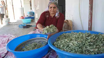 Şırnak dağlarında 30 yıl sonra gelen kudret helvası bereketi yaşanıyor