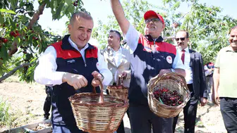 Elazığ kiraz bahçelerinde bereketli hasat dönemi başladı