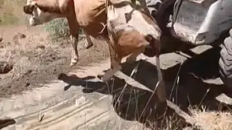 Elazığ Kovancılar’da uçuruma düşen inek iş makinesi yardımıyla kurtarıldı