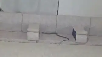 Hakkari Derecik’te misafir hazırlığı yapan ailenin evinde yılan paniği yaşandı